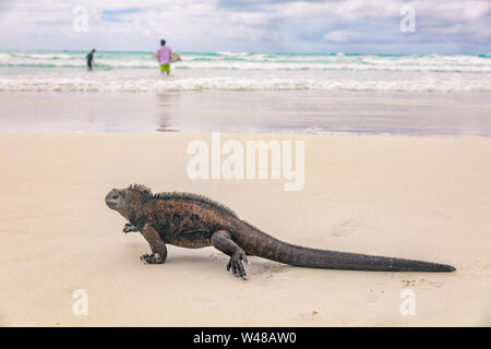 La faune des Galapagos iguane marin marche sur Tortuga Bay Beach à l'île de Santa Cruz avec la population locale et touristique surf en arrière-plan. Voyage d'aventure des îles Galapagos. Banque D'Images
