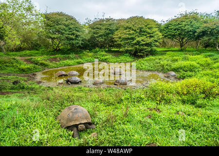 Tortue géante des Galapagos sur l'île Santa Cruz en Iles Galapagos. Groupe d'un grand nombre de tortues des Galápagos le refroidissement de l'eau dans le trou. Animaux étonnants, de la nature et de la photo nature dans les régions montagneuses. Banque D'Images