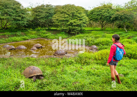 Tortue géante des Galapagos sur l'île Santa Cruz en Iles Galapagos. Les touristes à la recherche de l'écotourisme au groupe d'un grand nombre de tortues des Galápagos le refroidissement de l'eau dans le trou. Les animaux et la nature aux Galápagos highlands. Banque D'Images