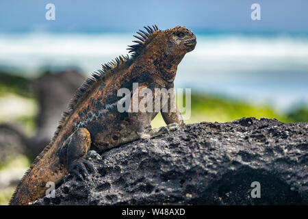 Iguane Galapagos chauffage lui-même au soleil reposant sur le roc sur Tortuga bay beach, l'île de Santa Cruz. Iguane marin est une espèce endémique des îles Galapagos, en animaux de la faune et de la nature de l'Équateur. Banque D'Images