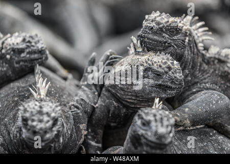 Les animaux. Iguane marin des Galapagos - réchauffement des iguanes au soleil sur les roches volcaniques sur l'île de Fernandina, Espinoza Point. Les animaux de la faune étonnante sur les îles Galapagos, en Équateur. Banque D'Images