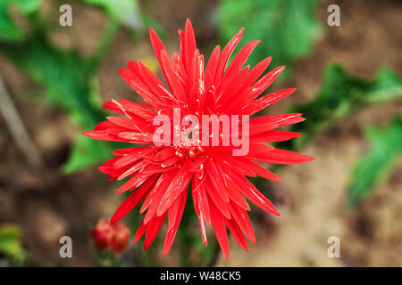 Dalia rouge fleur et plante Banque D'Images