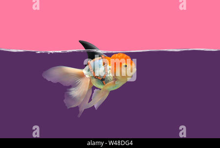 Les poissons rouges avec des nageoires de requins nager dans l'eau et ciel rose violet, poissons d'or avec flip de requins . Technique mixte Banque D'Images