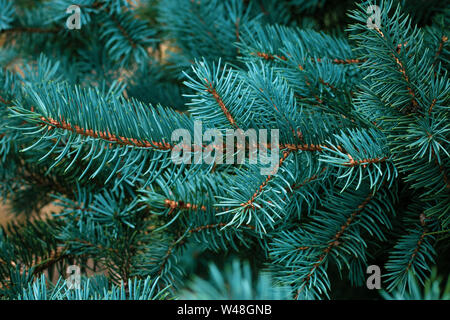 La direction générale de l'épinette, Evergreen, bleu sapin fond de conifères. Section d'aiguilles de pin, close-up. Le pin. Scotch fir. Branches de l'arbre vert de la fourrure. Noël Banque D'Images