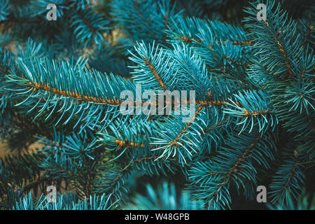 La direction générale de l'épinette de près. Branches de l'arbre vert de la fourrure. Sapin de noël. Cadre de blue pine branch. Les aiguilles de conifères close-up. Arrière-plan de pins. Banque D'Images