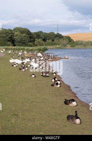 Troupeau de Bernaches du Canada (Branta canadensis) et de cygnes au bord de lac dans la région de Herrington Country Park, Sunderland, Angleterre du Nord-Est, Royaume-Uni Banque D'Images