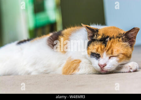 Lazy cat endormie sur le sol de pose dormir avec les yeux fermés Banque D'Images