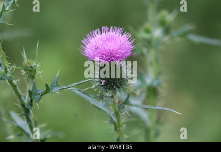 Close up of Cirsium vulgare fleur, la lance le chardon, chardon vulgaire, ou chardon commun, la floraison en été Banque D'Images