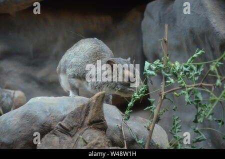 Hyrax ou Bush-rock dassie, Heterohyrax brucei Banque D'Images