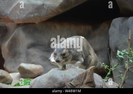 Hyrax ou Bush-rock dassie, Heterohyrax brucei Banque D'Images