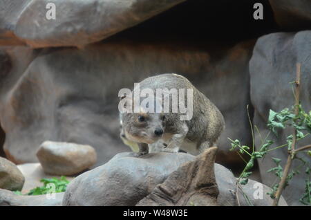 Hyrax ou Bush-rock dassie, Heterohyrax brucei Banque D'Images