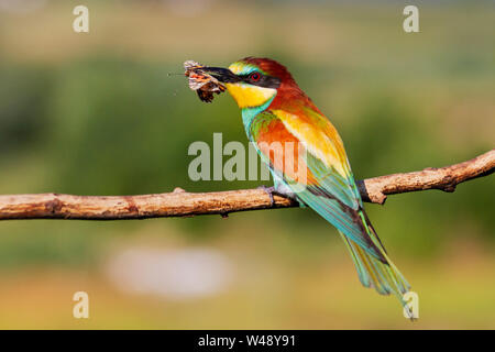 Belle prise d'oiseaux sauvages et d'un papillon est assis sur une branche , la nature sauvage Banque D'Images