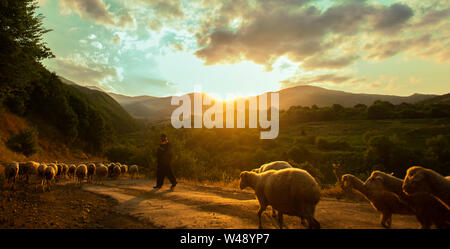 Un troupeau de moutons sur la route, tatev, Arménie Banque D'Images