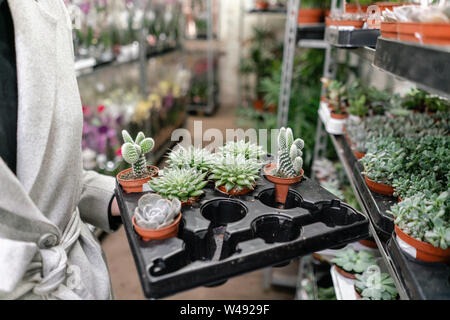 Centre de jardin et fournisseur grossiste concept. Femme tenant une boîte avec des plantes dans ses mains. L'achat des plantes pour la maison. Banque D'Images