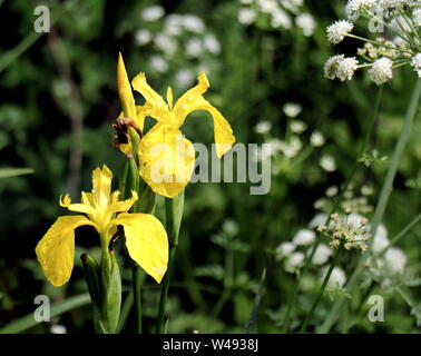 Tourbière jaune (Iris pseudacorus Iris) ou de l'eau d'un drapeau, une plante aquatique, la famille Iridaceae. Iris des marais, également originaire d'Europe. Ivybridge, Filham, South Hams, Banque D'Images