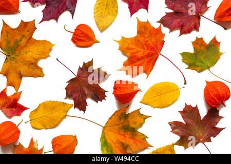 Belle collection de feuilles aux couleurs automnales avec physalis fleurs sur fond blanc. Vue de dessus Banque D'Images