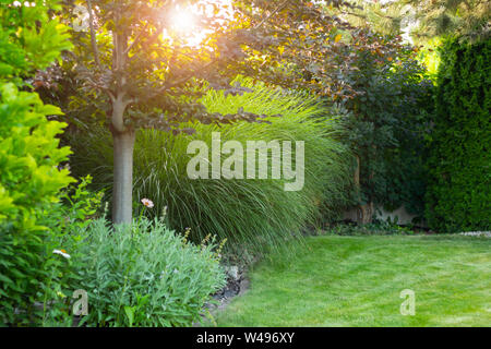 Jardin d'été avec des arbres et des plantes décoratives Banque D'Images