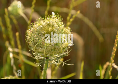 Ombelle de carotte sauvage close-up, Daucus carota Carotte sauvage ou ou oiseaux nichent ou évêques Queen Anne's lace dentelle ou de la plante en juillet Banque D'Images