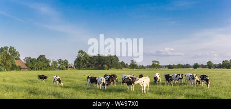 Panorama de l'Holstein vaches noir et blanc à Groningue, Pays-Bas Banque D'Images