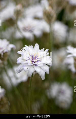 Catananche caerulea Alba, Cupid's dart Banque D'Images