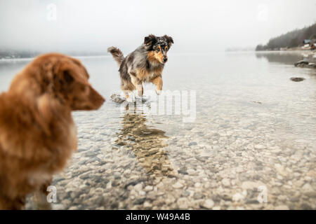 Berger Australien est le saut. Beau chien dans un paysage extraordinaire. Banque D'Images