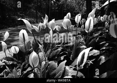 Anthurium fleur lit en noir et blanc. Banque D'Images