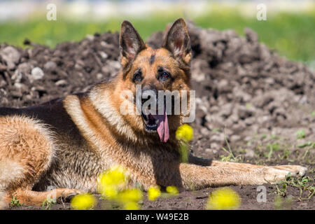Un chien de berger se trouve sur le terrain avec un maw et une longue langue qui sort. Crocs sont visibles. Banque D'Images