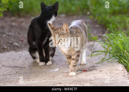 Un chat gris est marchant le long d'une dalle de béton et un deuxième chat noir est assis derrière sa tête. Près de l'herbe verte. La lumière du jour.focus sélectif. Banque D'Images