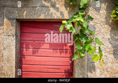 Porte en bois peint rouge méditerranéenne avec raisins blancs qui pèsent sur les branches. Cave à vin porte. Mur de pierre. Winery, entrée privée. Notion conceptuelle. Banque D'Images