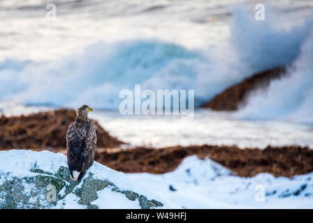 Aigle de Virginie (Haliaeetus albicilla), Flakstadøya, Lofoten, Nordland, Norvège, Europe Banque D'Images