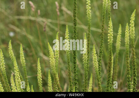 Close up of Reseda luteola, connu sous le nom de Dyer's rocket, Dyer, mauvaises herbes, soudure, et mauvaises herbes jaune woold Banque D'Images