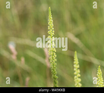 Close up of Reseda luteola, connu sous le nom de Dyer's rocket, Dyer, mauvaises herbes, soudure, et mauvaises herbes jaune woold Banque D'Images