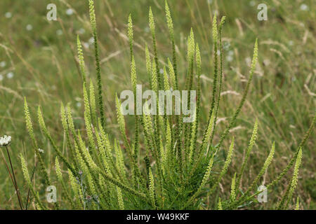 Close up of Reseda luteola, connu sous le nom de Dyer's rocket, Dyer, mauvaises herbes, soudure, et mauvaises herbes jaune woold Banque D'Images