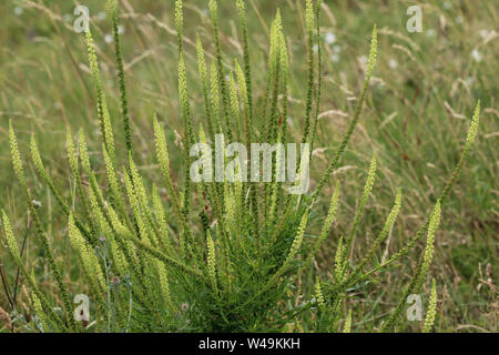 Close up of Reseda luteola, connu sous le nom de Dyer's rocket, Dyer, mauvaises herbes, soudure, et mauvaises herbes jaune woold Banque D'Images