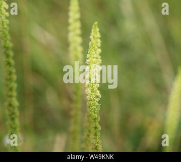 Close up of Reseda luteola, connu sous le nom de Dyer's rocket, Dyer, mauvaises herbes, soudure, et mauvaises herbes jaune woold Banque D'Images