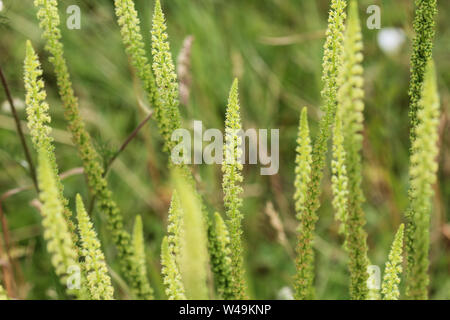 Close up of Reseda luteola, connu sous le nom de Dyer's rocket, Dyer, mauvaises herbes, soudure, et mauvaises herbes jaune woold Banque D'Images