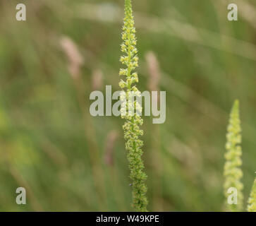 Close up of Reseda luteola, connu sous le nom de Dyer's rocket, Dyer, mauvaises herbes, soudure, et mauvaises herbes jaune woold Banque D'Images