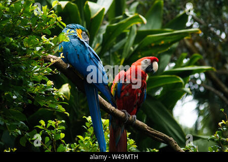 Portrait de perroquets colorés contre fond jungle zoo en Australie Banque D'Images