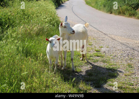 Les chèvres de la famille locale près d'une route rurale. Les chèvres au milieu de l'herbe bien verte. De chèvre et Chèvre kid. Banque D'Images