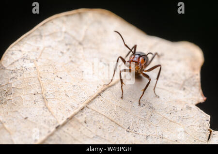 Formica rufa, macro d'une fourmi, fourmi dans la forêt Banque D'Images