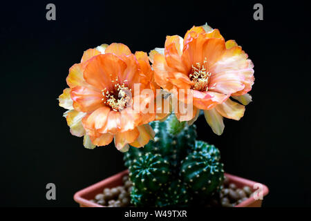 Orange fleurs de Lobivia spp., L28 sur fond noir. Banque D'Images