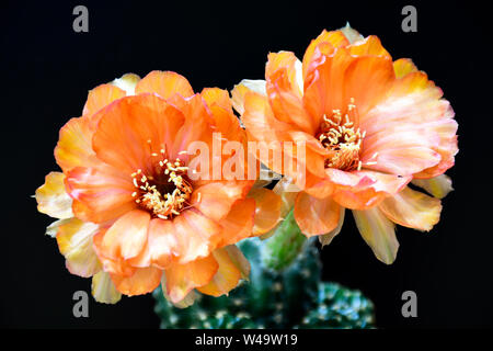 Orange fleurs de Lobivia spp., L28 sur fond noir. Banque D'Images