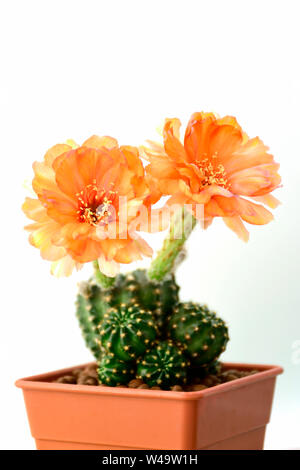 Orange fleurs de Lobivia spp., L28 sur fond blanc. Banque D'Images