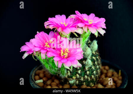 Fleurs roses de Lobivia spp. sur fond noir. Banque D'Images