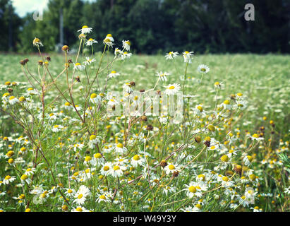 Bush daisy sauvage dans un pré, soft focus Banque D'Images