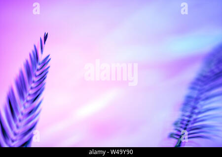 Palmier casting shadows sur un vibrant violet magenta par gradient background with copy space pour modèle. Arrangement de la frontière Banque D'Images