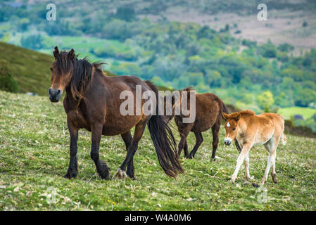 Poneys et les jeunes poulains poneys de Dartmoor National Park, Devon, England, England, UK. Banque D'Images