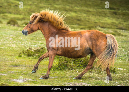 Poneys et les jeunes poulains poneys de Dartmoor National Park, Devon, England, England, UK. Banque D'Images