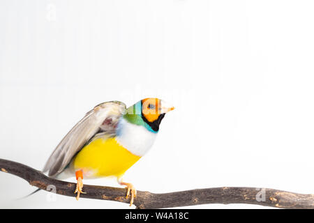 Gouldian finch colorés Oiseau (Erythrura gouldiae) sur fond blanc Banque D'Images
