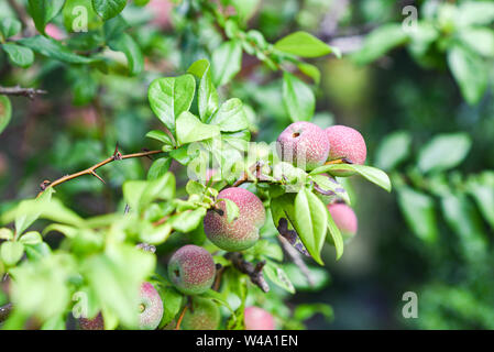 Le fruit de coing dans ogordzie en fleurs. Banque D'Images